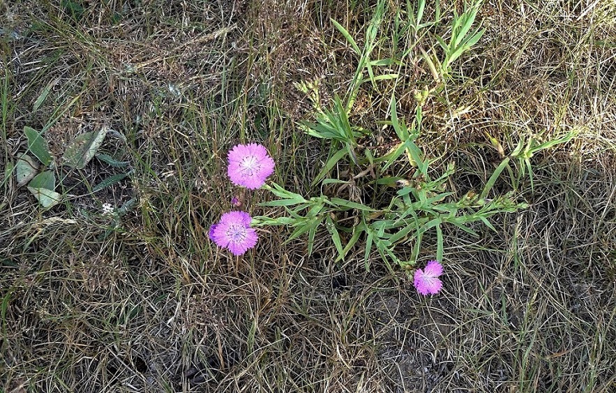 Изображение особи Dianthus fischeri.
