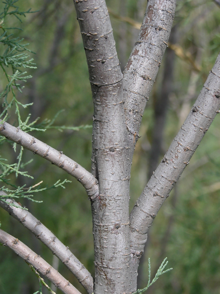Image of genus Tamarix specimen.