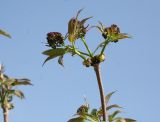 Sambucus sibirica