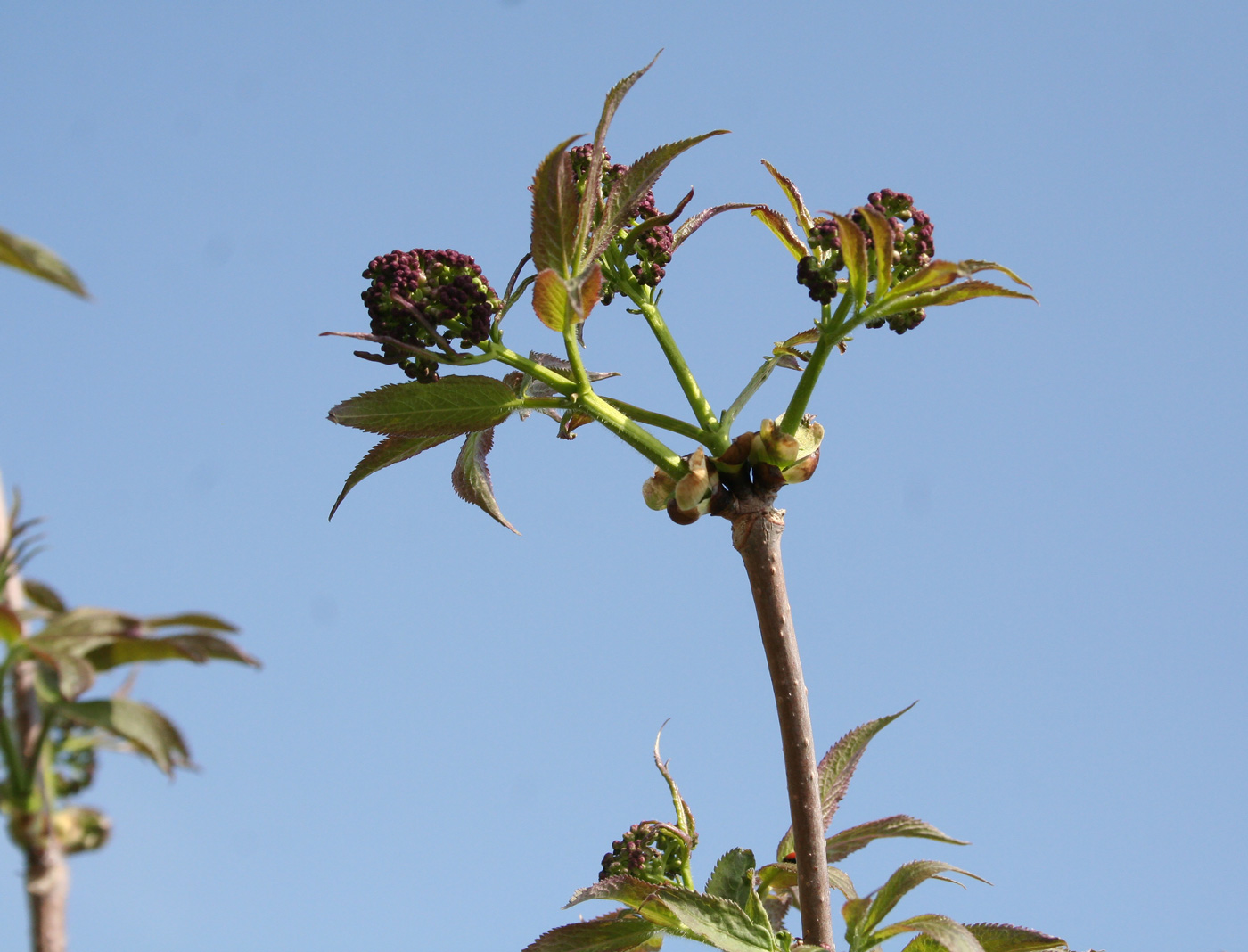 Image of Sambucus sibirica specimen.