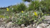 genus Helianthemum