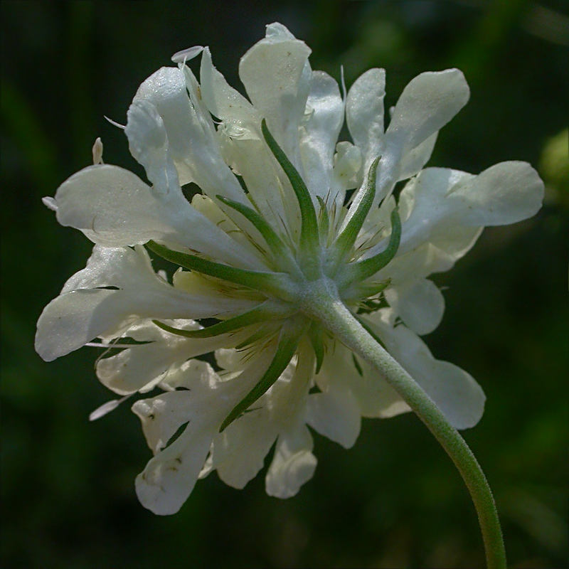 Image of Scabiosa ochroleuca specimen.