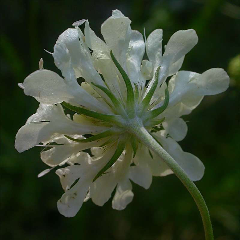 Изображение особи Scabiosa ochroleuca.