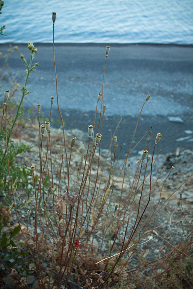 Image of genus Papaver specimen.