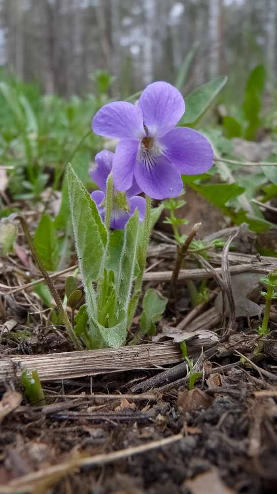 Image of Viola hirta specimen.