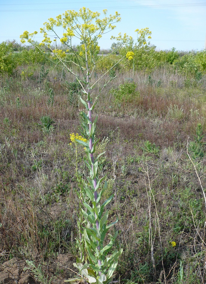 Image of Isatis costata specimen.