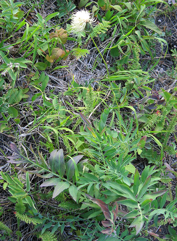 Image of Rhaponticoides ruthenica specimen.