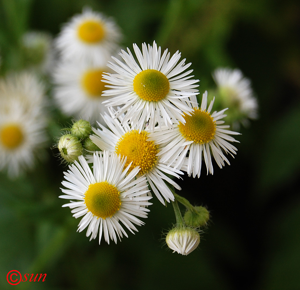 Image of Erigeron annuus specimen.