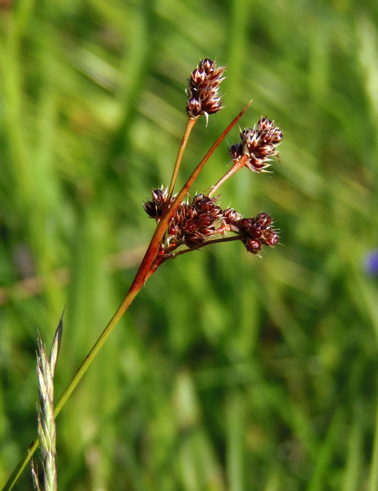 Image of Luzula multiflora specimen.