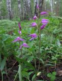 Cephalanthera rubra