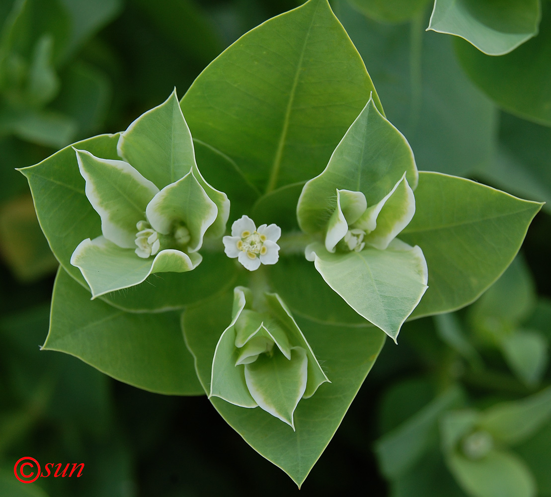 Изображение особи Euphorbia marginata.