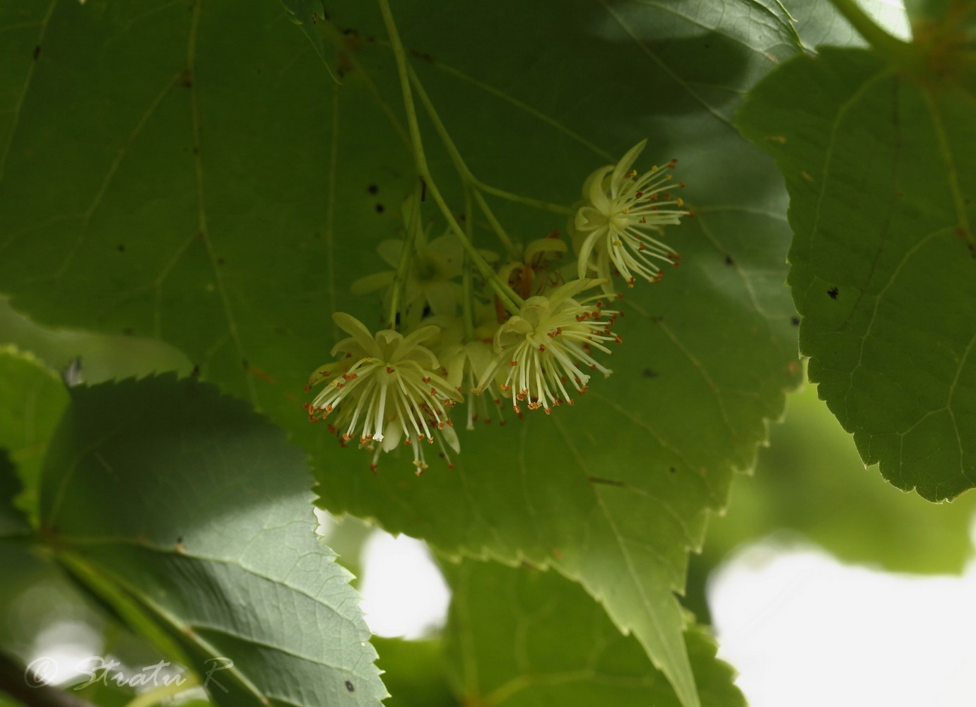 Изображение особи Tilia cordata.