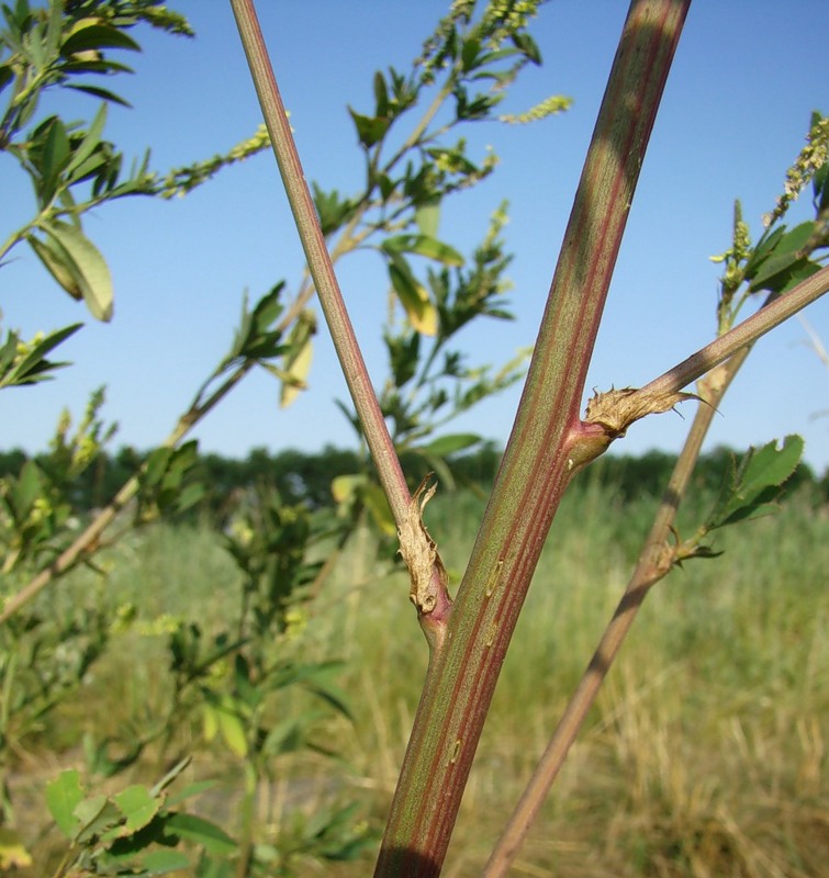 Изображение особи Melilotus dentatus.