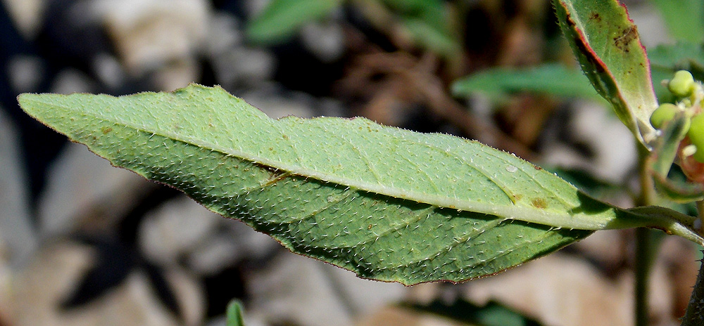 Image of Euphorbia davidii specimen.