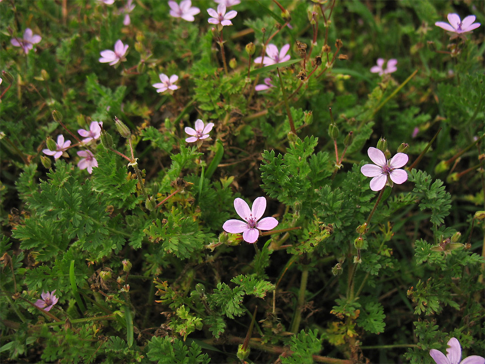 Изображение особи Erodium cicutarium.