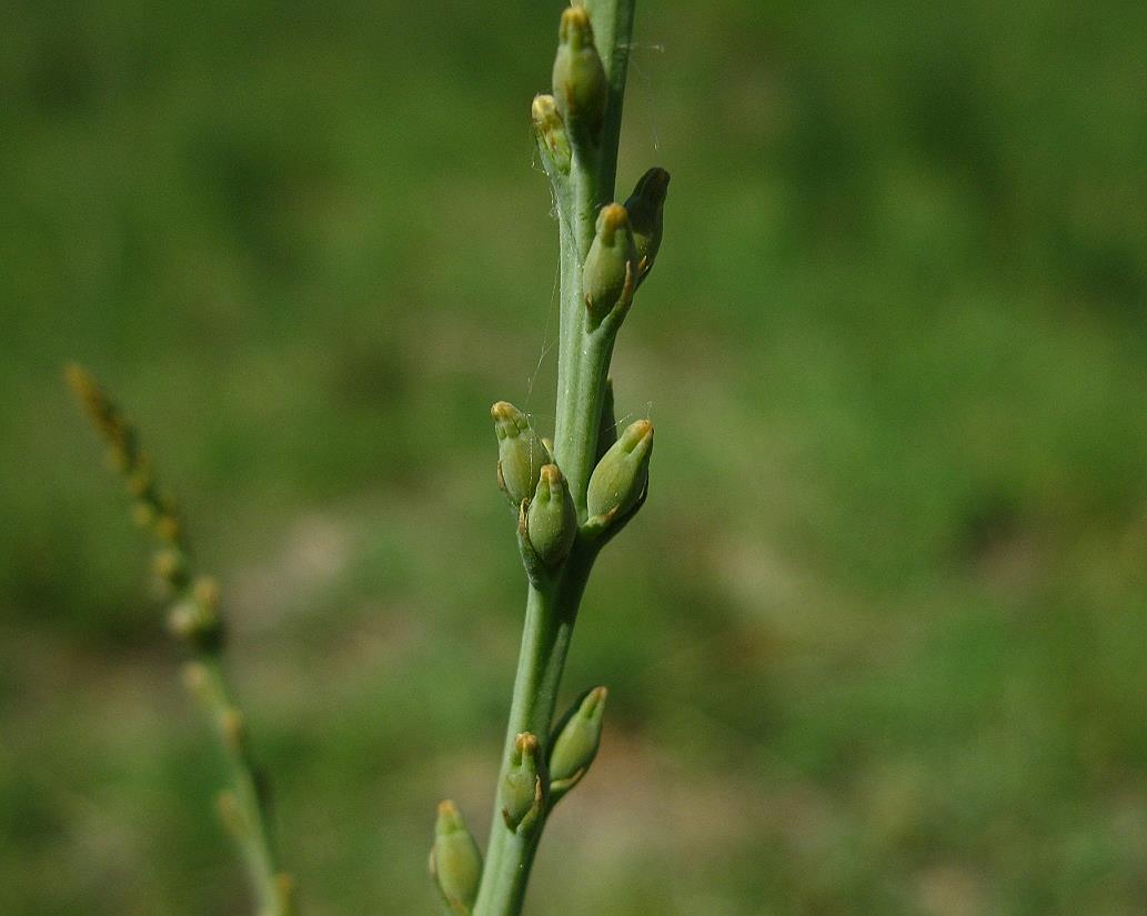 Image of Thesium compressum specimen.