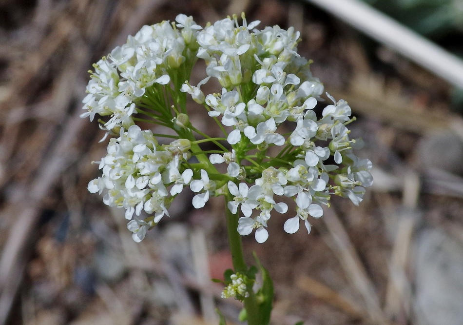 Изображение особи Cardaria repens.