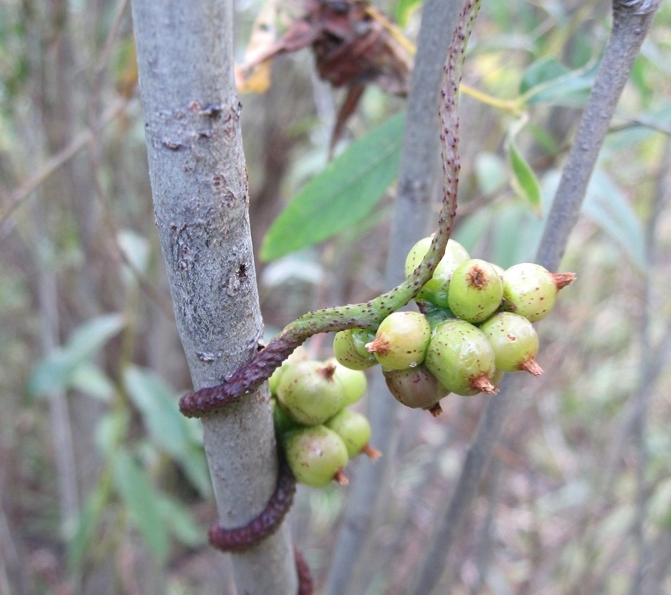 Image of Cuscuta lupuliformis specimen.