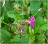 Melandrium dioicum