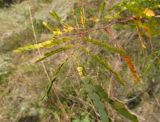 Gleditsia triacanthos