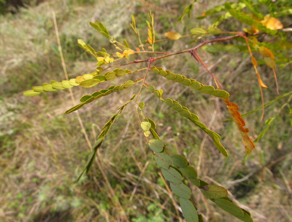 Изображение особи Gleditsia triacanthos.