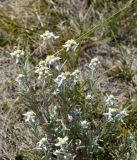 Leontopodium fedtschenkoanum