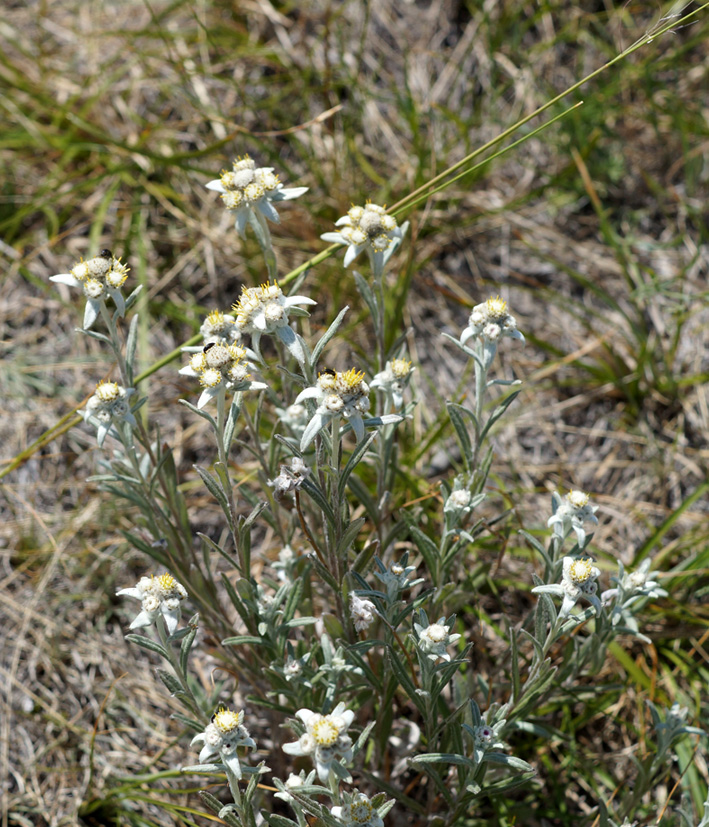 Image of Leontopodium fedtschenkoanum specimen.