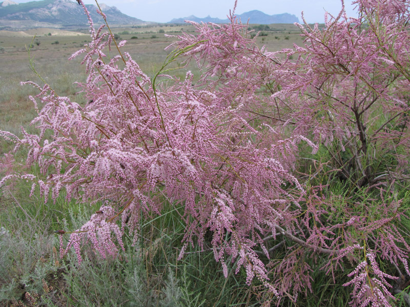 Изображение особи Tamarix ramosissima.