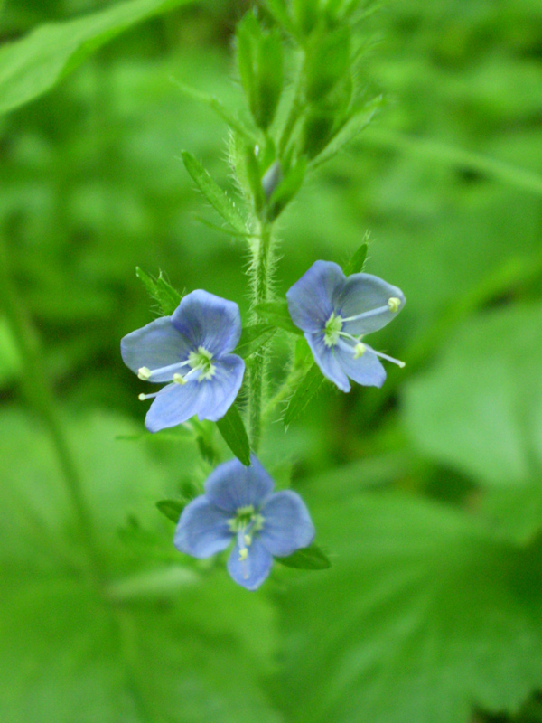 Image of Veronica magna specimen.