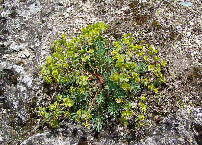 Изображение особи Euphorbia petrophila.