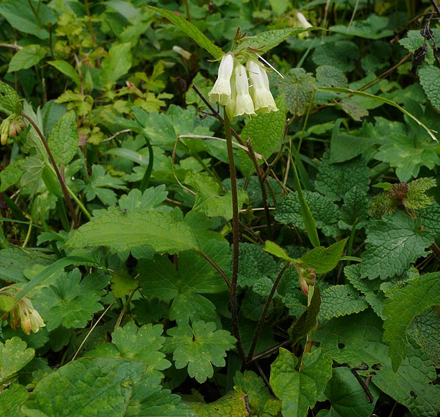 Изображение особи Symphytum grandiflorum.