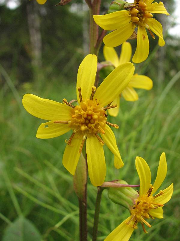 Изображение особи Ligularia sibirica.