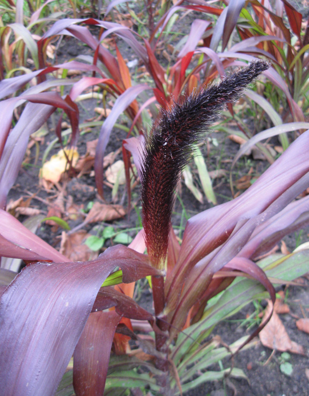 Изображение особи Pennisetum americanum.