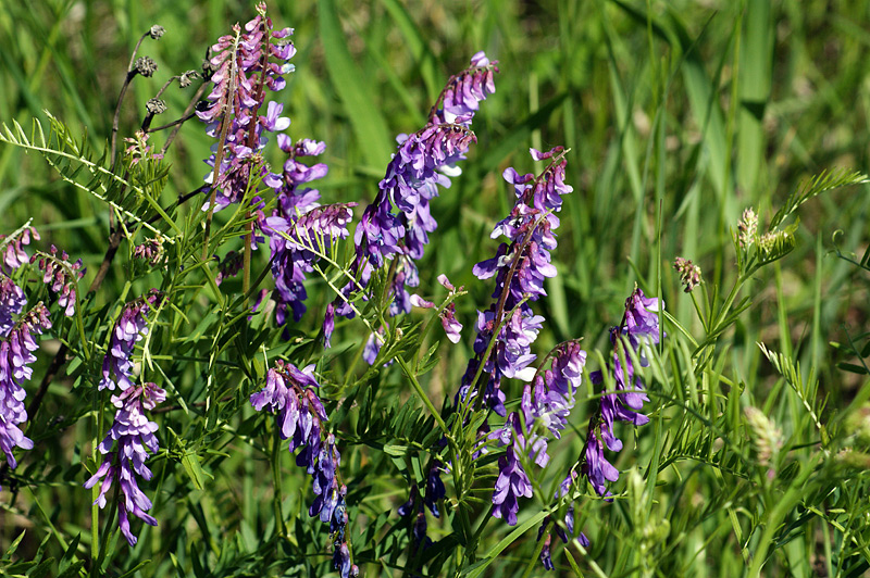 Изображение особи Vicia tenuifolia.