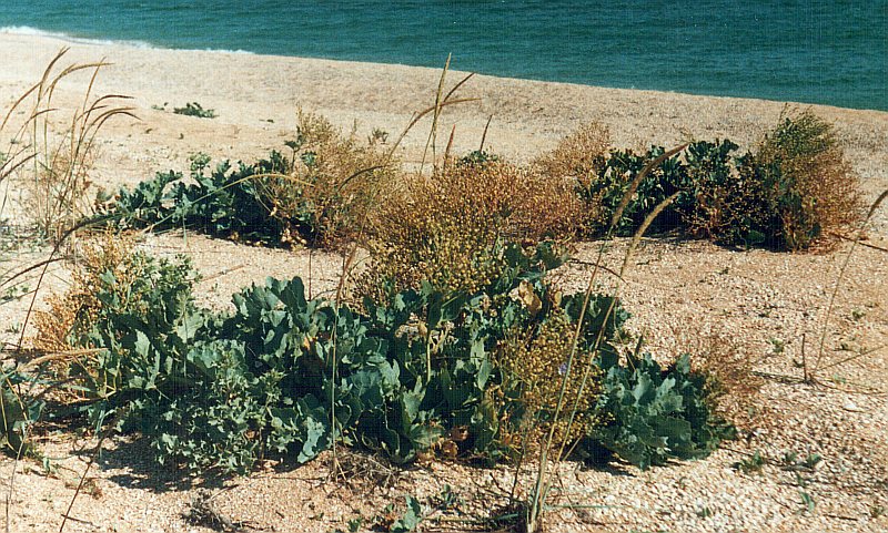 Изображение особи Crambe maritima.