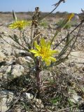 Tragopogon elatior