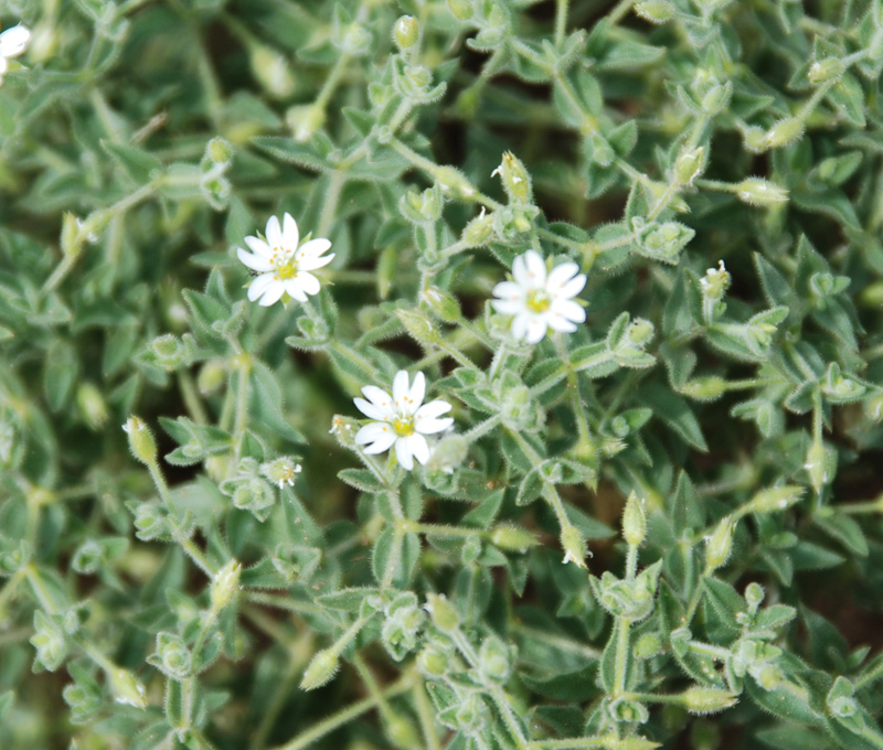 Изображение особи Stellaria dichotoma.