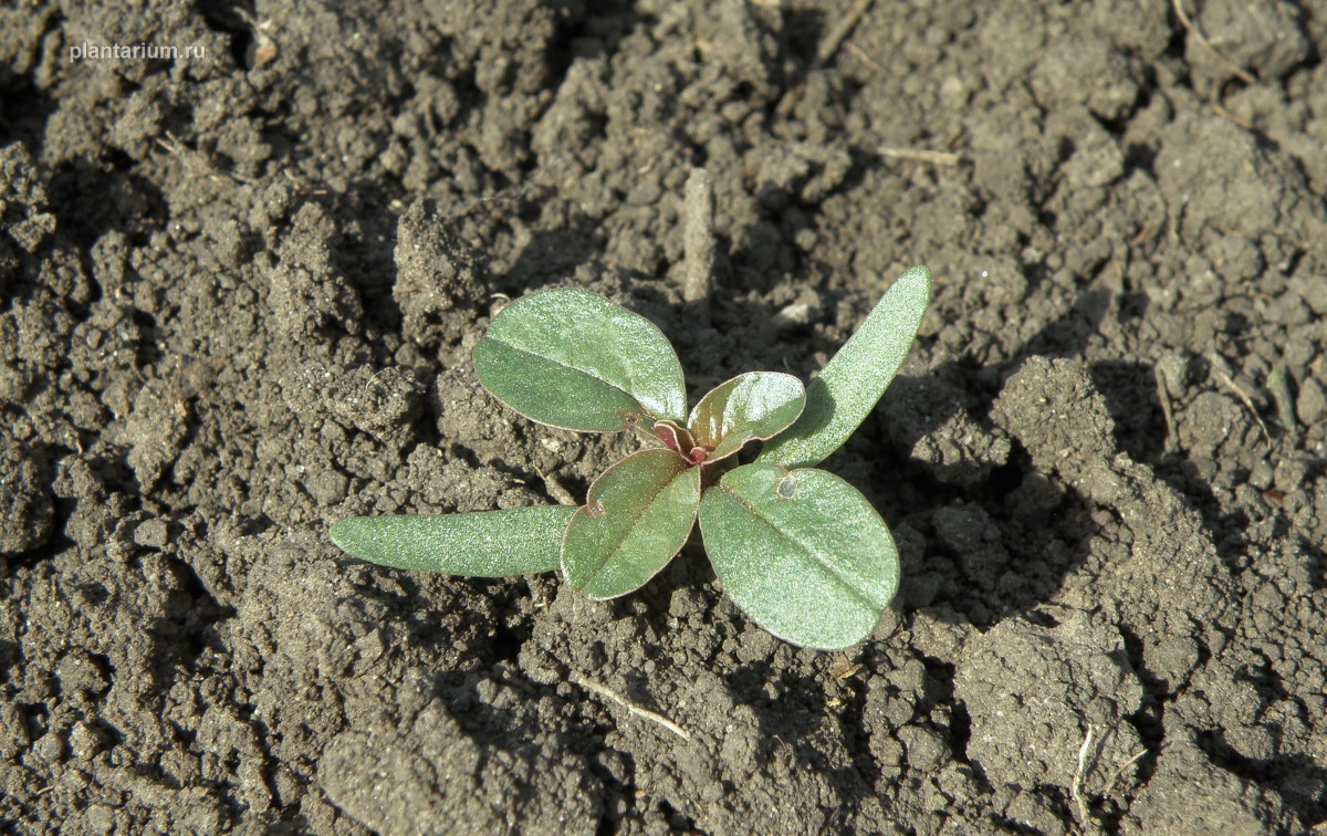 Изображение особи Amaranthus blitoides.