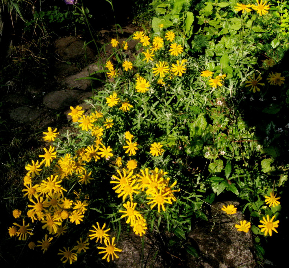 Изображение особи семейство Asteraceae.