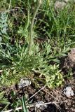 Ranunculus regelianus