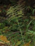 Equisetum pratense. Растение у обочины лесной дороги. Санкт-Петербург, Дудергофские высоты. 10.10.2009.