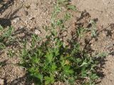 Potentilla argentea