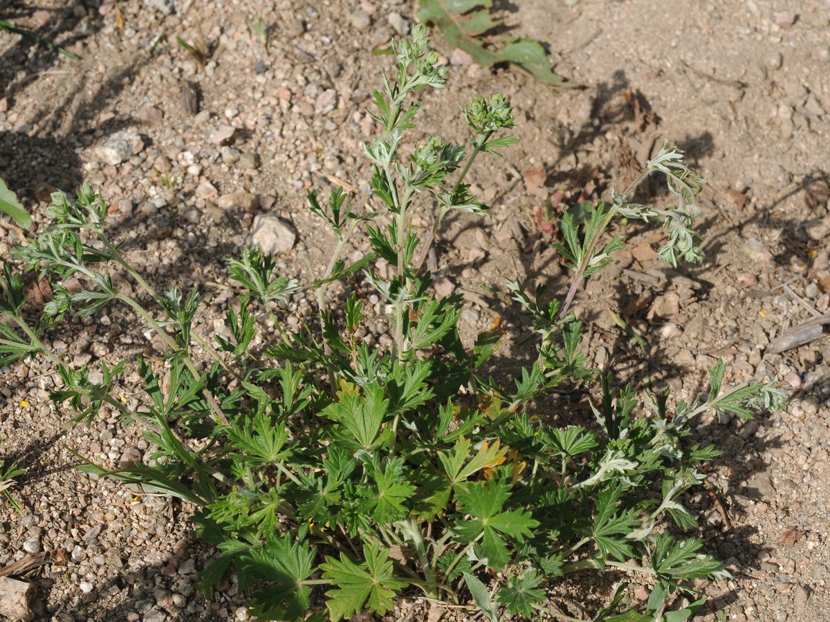 Изображение особи Potentilla argentea.