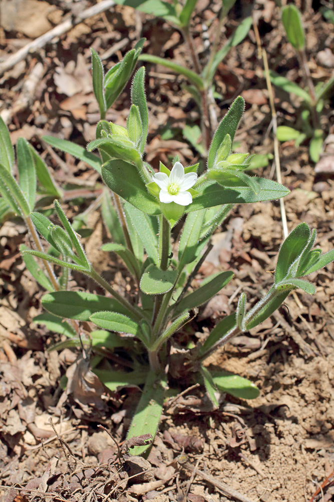 Изображение особи Cerastium dichotomum.