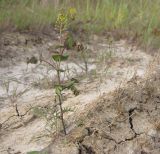 Lepidium perfoliatum. Цветущее растение. Краснодарский край, м/о Анапа, окр. станицы Благовещенская, Витязевский лиман, на берегу. 26.04.2015.