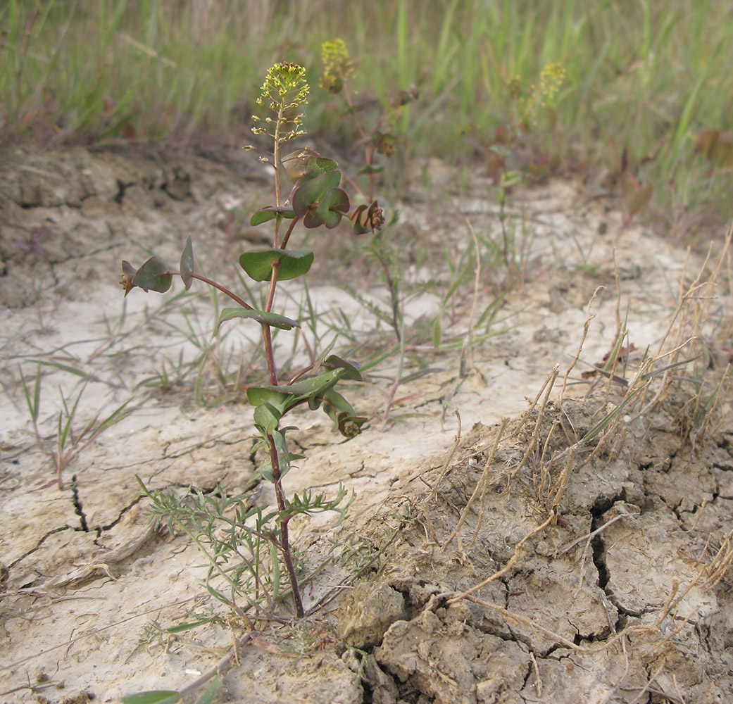 Изображение особи Lepidium perfoliatum.