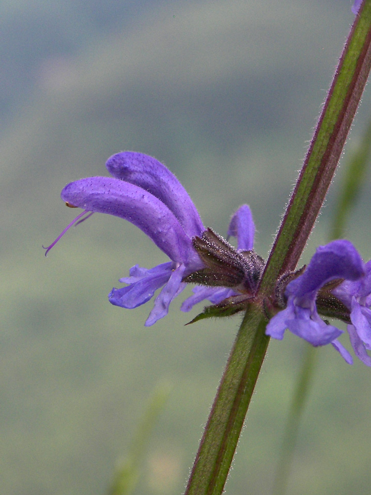 Image of Salvia kuznetzovii specimen.