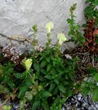 Antirrhinum latifolium. Цветущее растение (в сообществе с очитком) у скальной стенки. Франция, Прованс, Заповедник Вердон, видовая площадка на склоне оврага Вомаль. 25.07.2014.