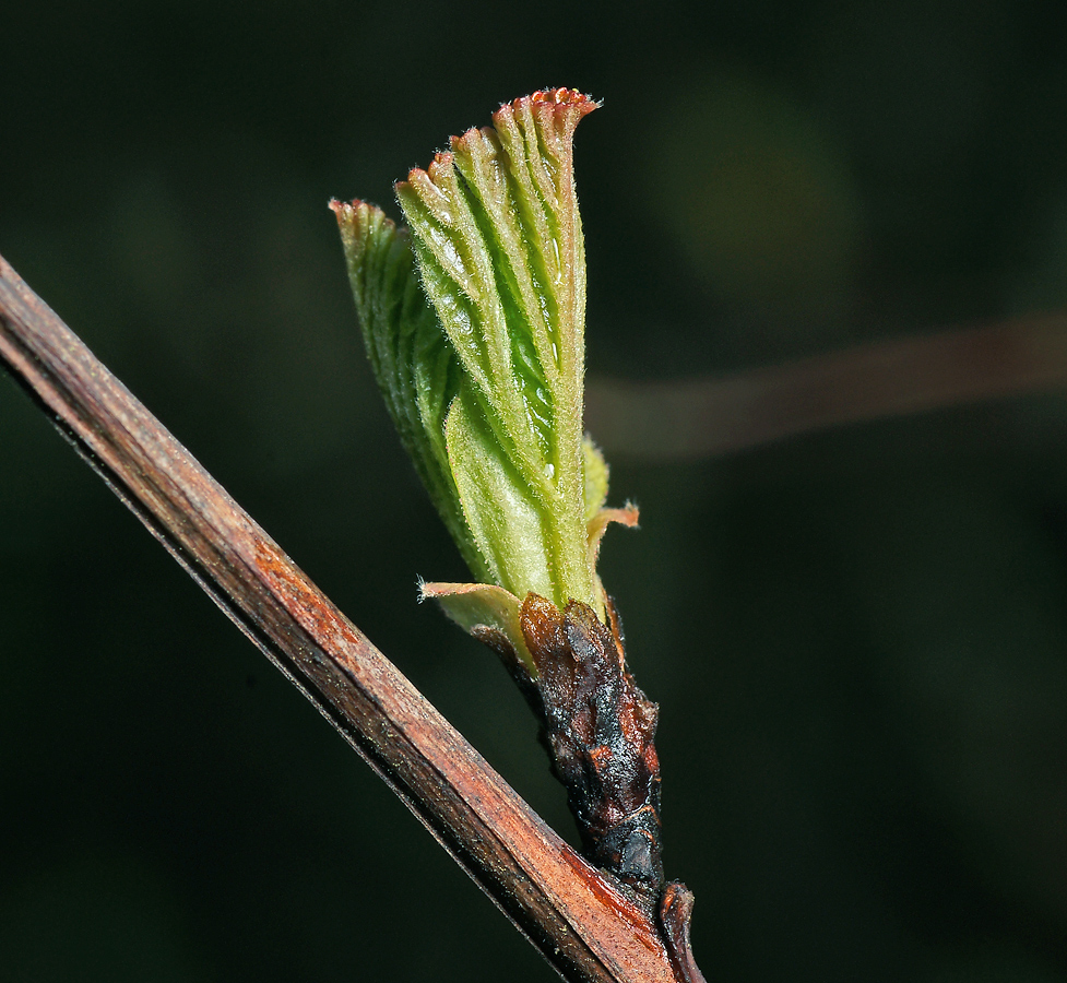 Image of Physocarpus opulifolius specimen.