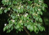 Lonicera maackii. Ветви с соцветиями. Москва, Главный ботанический сад. 14.06.2008.